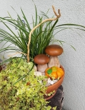 2018-GK05 (Pilze H: 10-15cm, DM: 10-13cm)