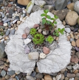 2019-GK12 (H: 10cm, L:20-30cm, B: 10-15cm)