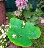 2019-GK05 (H: 3-5cm, L:20-30cm, B: 10-15cm)